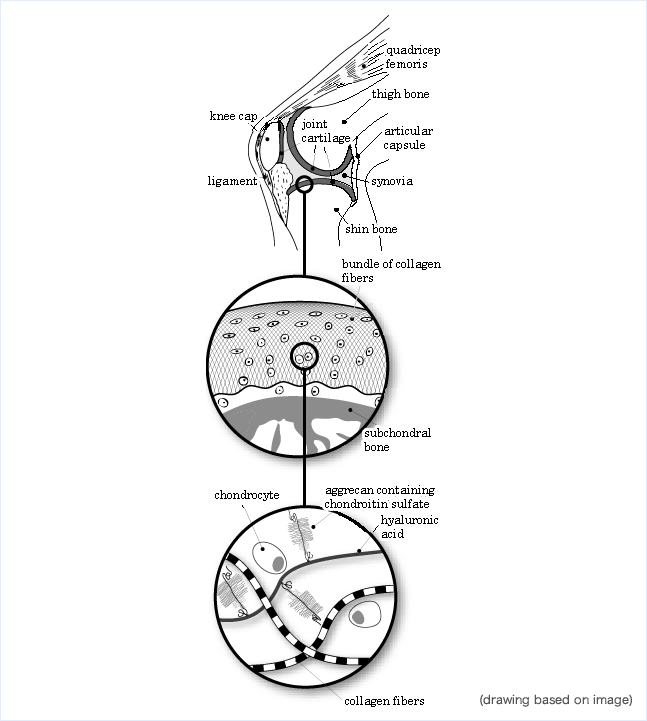 Fig.6 Joint cartilage and chondroitin