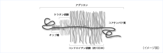 図3〈 関節軟骨に含まれるコンドロイチンの姿 〉