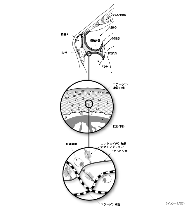 図6〈関節軟骨とコンドロイチン〉